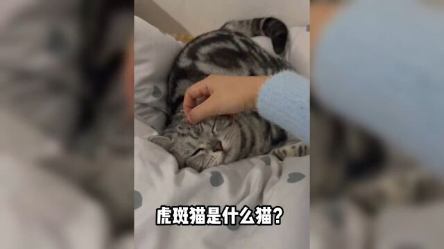 猫咪的斑纹分类,看看你家猫是哪一种#养猫#猫知识