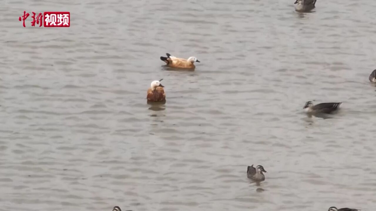 鄱阳湖鞋山水域越冬侯鸟翔集等待北迁