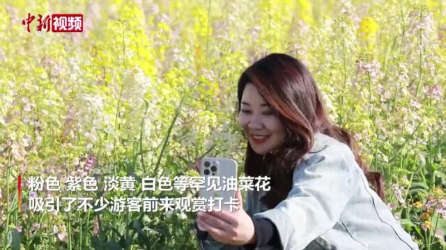 湖南洞庭湖畔“七彩油菜花田”绽放