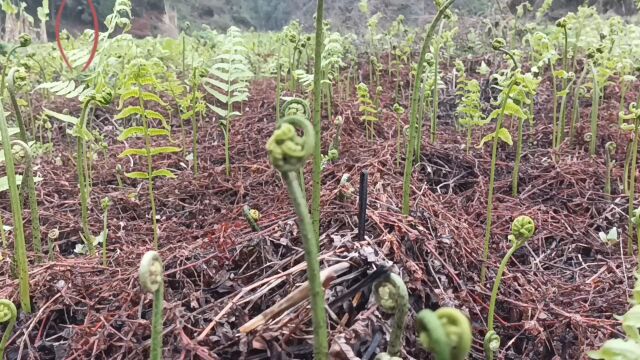 又是吃野菜的季节,河边密密麻麻的水蕨菜没人要,配腊肉炒爽得很