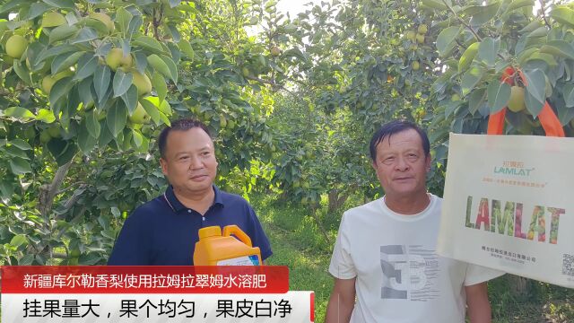 水溶肥厂家新疆库尔勒香梨使用拉姆拉翠姆水溶肥效果,挂果量大,果面干净