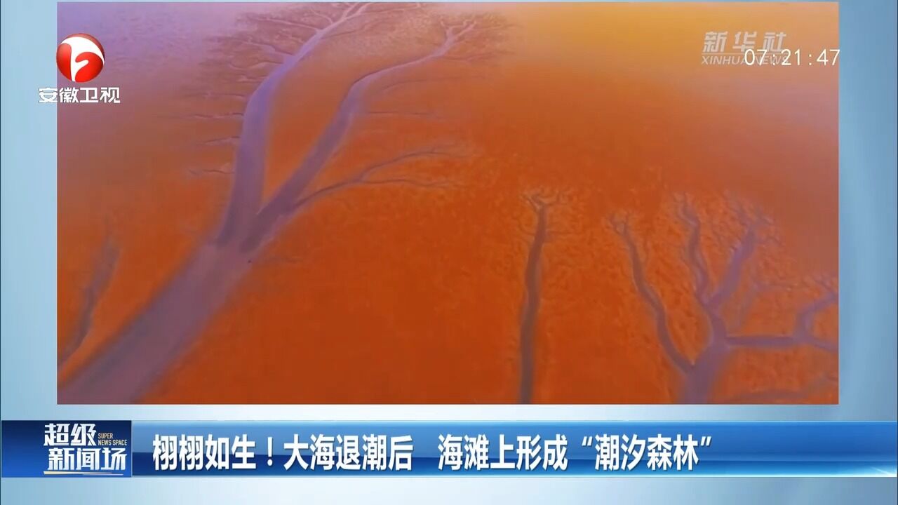 江苏南通:栩栩如生!大海退潮后海滩上形成“潮汐森林”