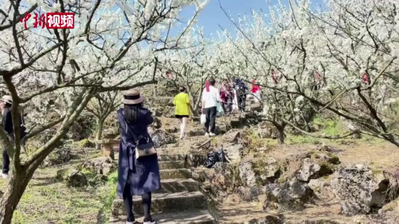 重庆:万亩李花竞相绽放满目芳菲花如雪