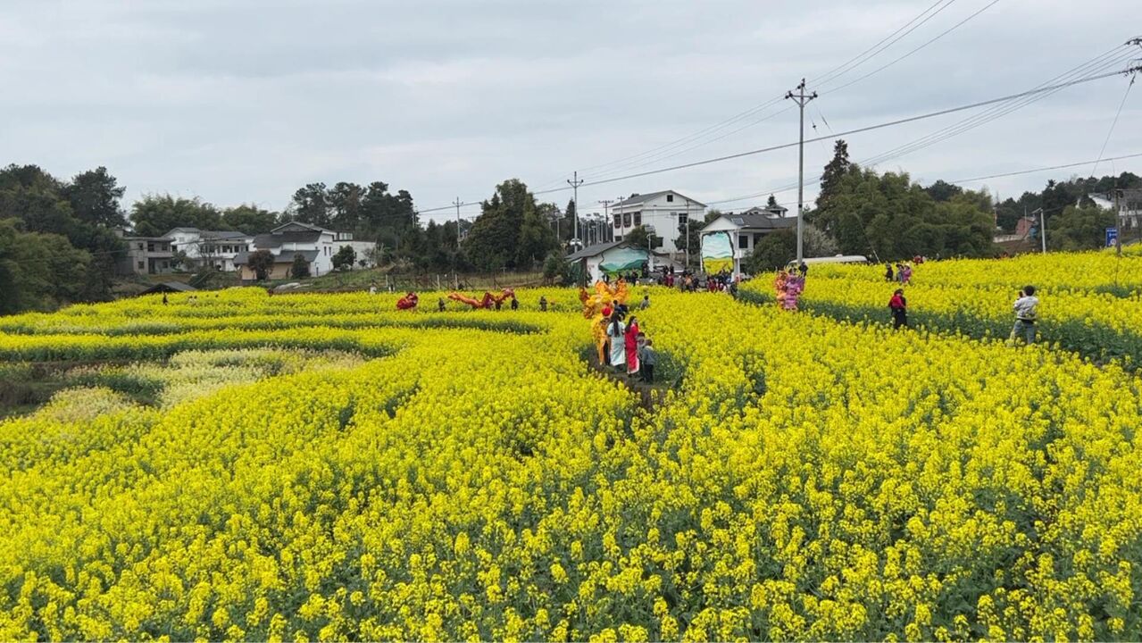 重庆红酒小镇泡桐村菜花旅游节开幕 踏青赏花正当时