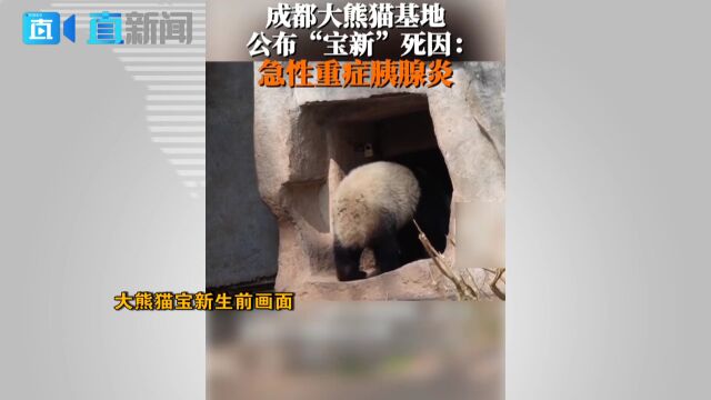 大熊猫宝新因患急性重症胰腺炎离世