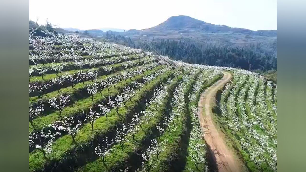 古塘梨花迎春笑,文旅同唱振兴曲