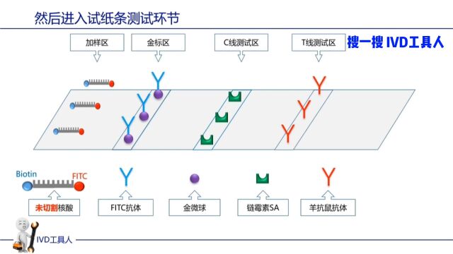 核酸试纸: 单指标,双指标,CRISPR