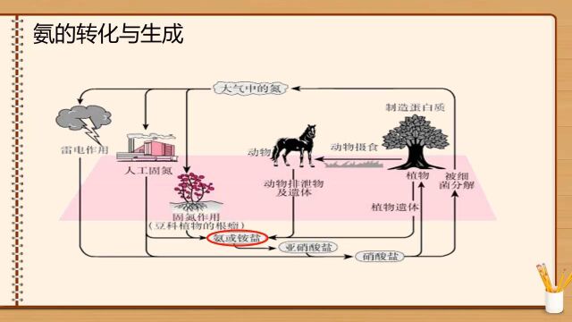 3.3.2氨的转化与生成(1)