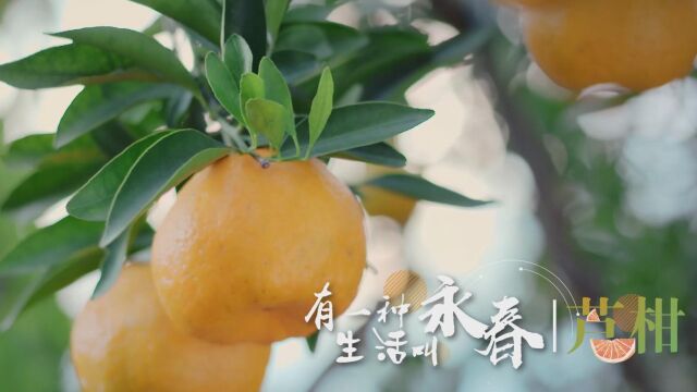 有一种生活叫永春永春芦柑