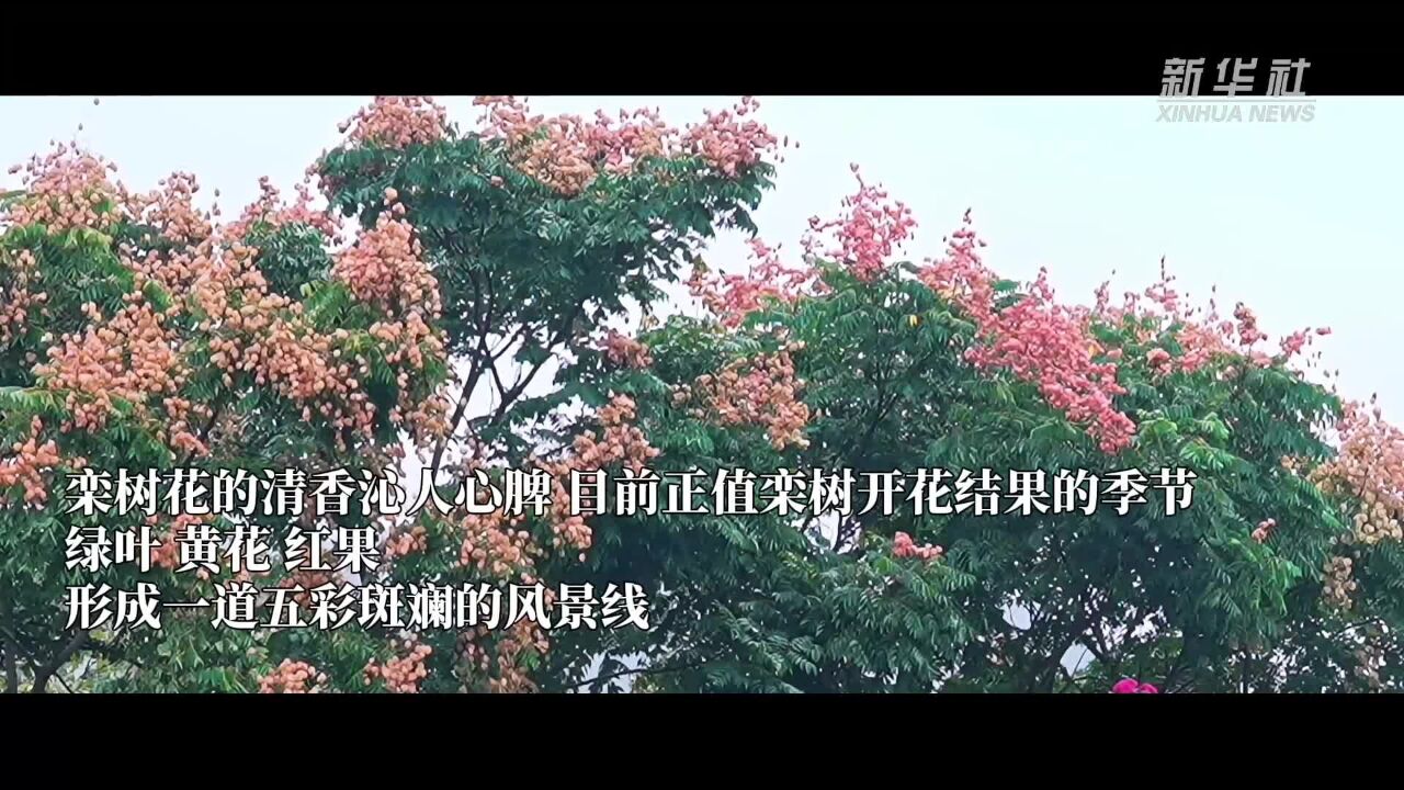 湖南怀化:鹤城花开 秋景如画