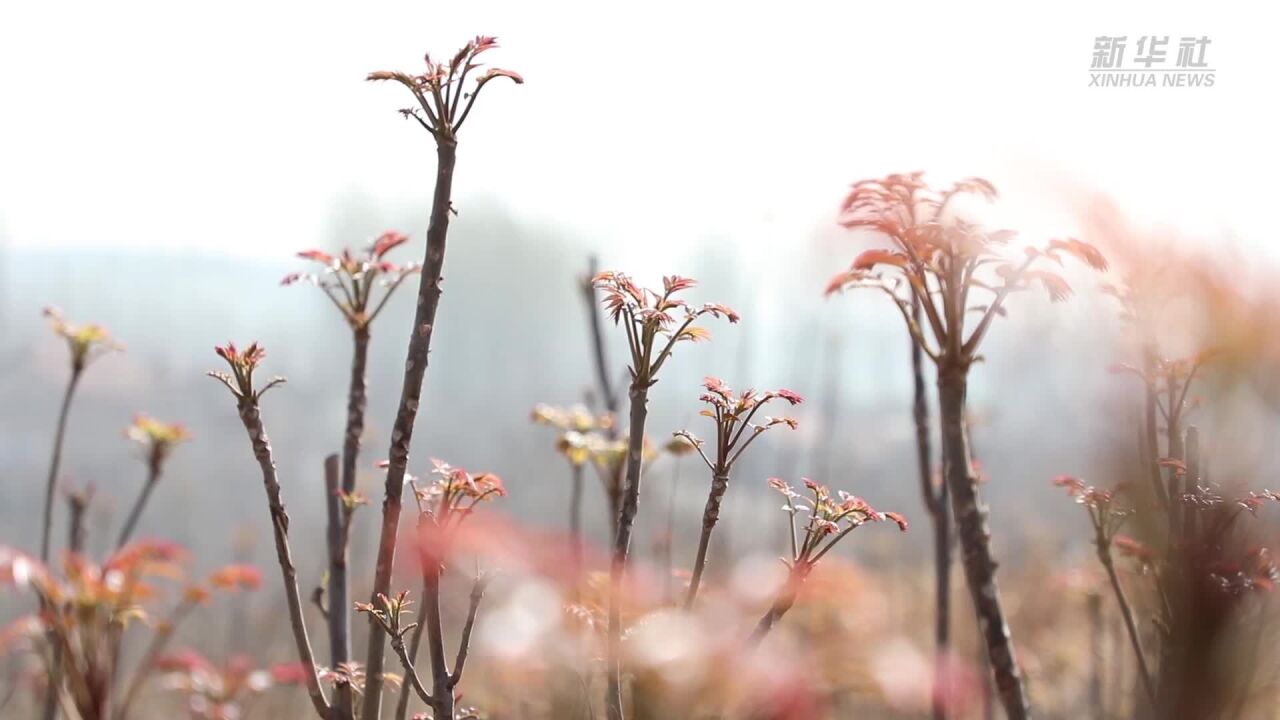 山东新泰:小香椿大产业