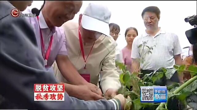 采访 山东省菏泽市润康中药材研究所 半夏种植专家李洪军所长