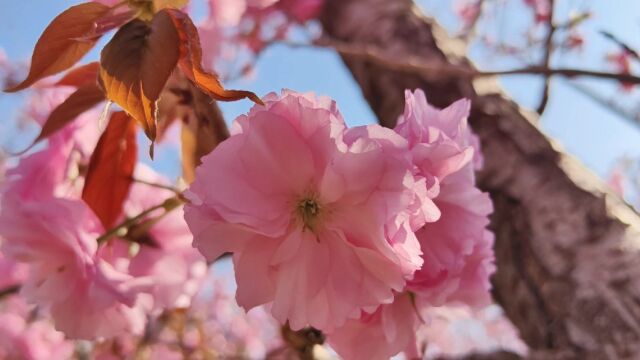 樱花基础知识