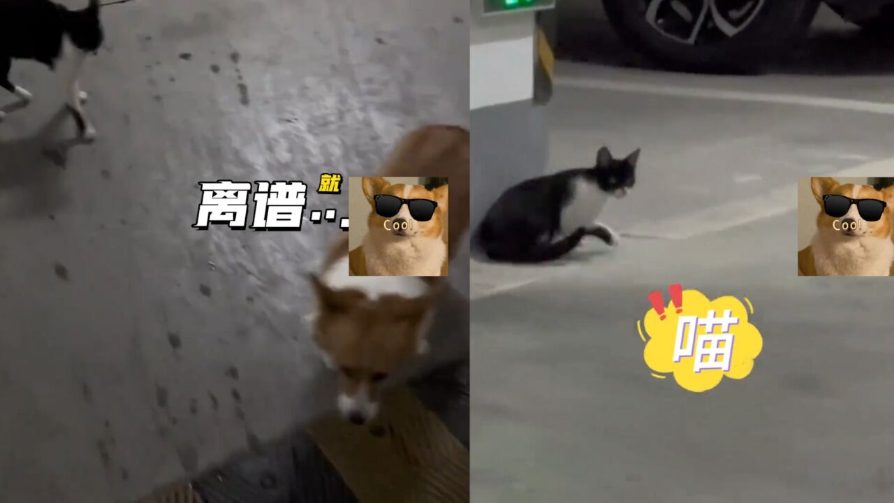 男子遛狗“嘴贱”招惹猫咪,猫咪追着狗子一顿胖揍:招惹它干啥?