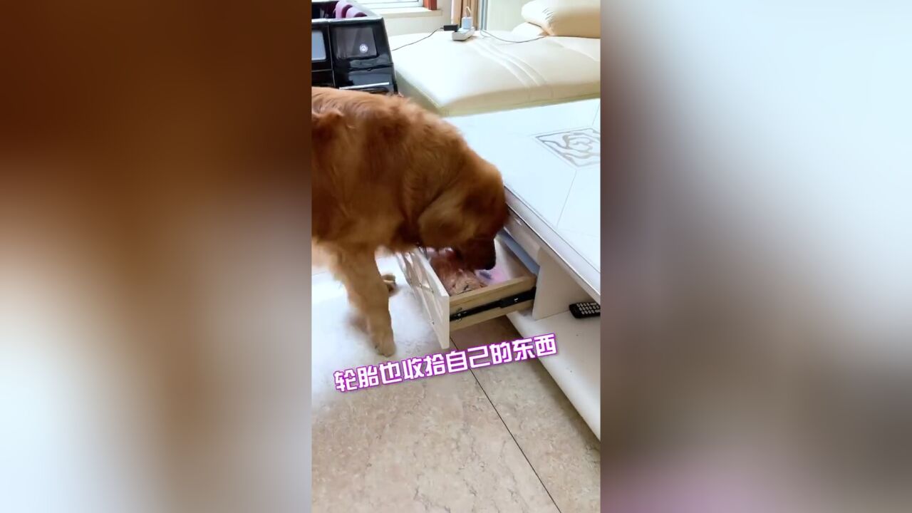 带着狗狗搬家