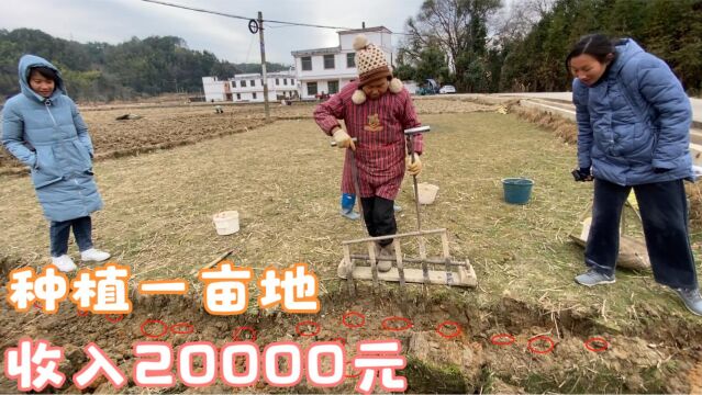 农村暴利种植行业,一亩地能收入20000元,年轻人却不愿种植