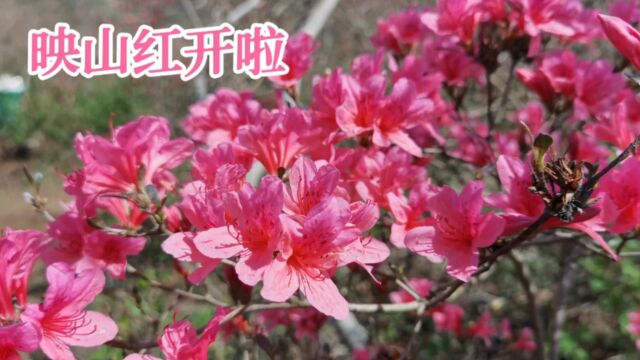 去这里免费观赏野生映山红,盛花期漫山遍野,山上风景如画