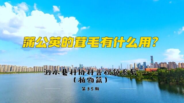 第35期 蒲公英的茸毛有什么用