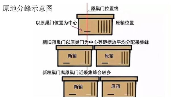 人工原地分蜂示意图,不会分蜂的朋友可以保存起来慢慢欣赏