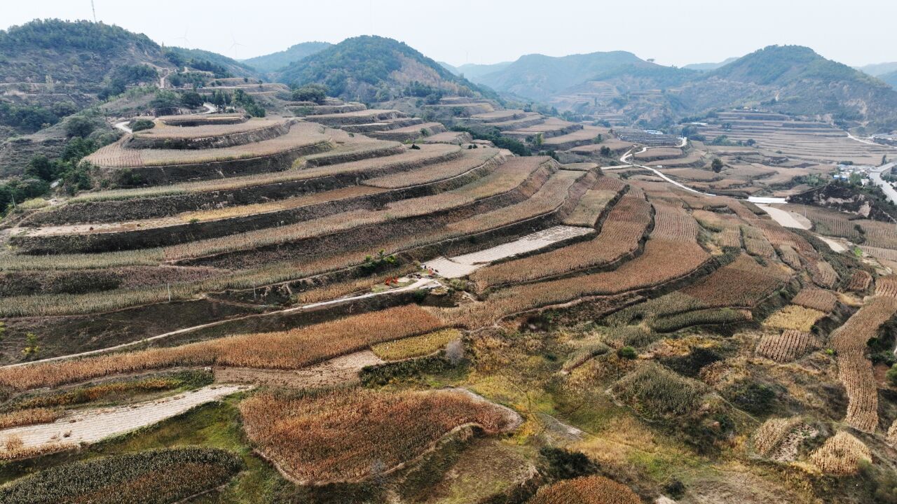 寺湾便民服务中心:饲草青贮助推畜牧业发展和村集体经济增收双赢mp4