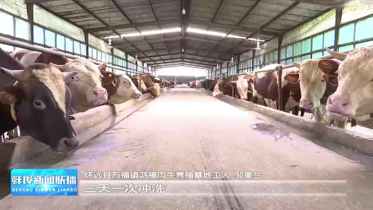 新时代新征程新伟业ⷥƒ村引领万村升级 怀远万福镇:肉牛产业为乡村振兴添“牛”劲