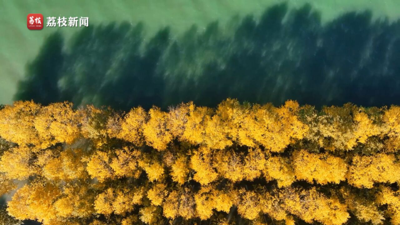 美得灵动!秋日的喀拉托海湖碧波荡漾鱼鸟翩跹