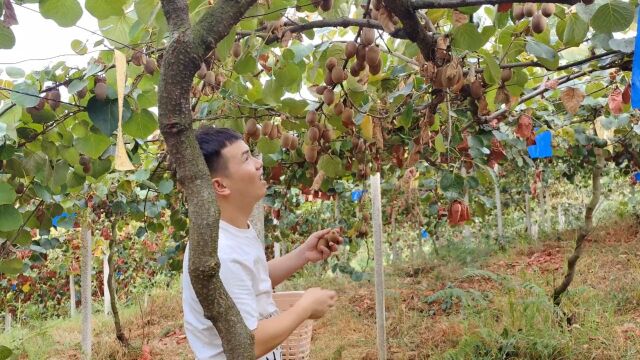 听说表哥看到这个视频连夜坐火车回来了 #优质农产品 #红心猕猴桃1.