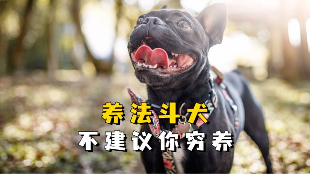 养法斗犬,不建议你穷养!