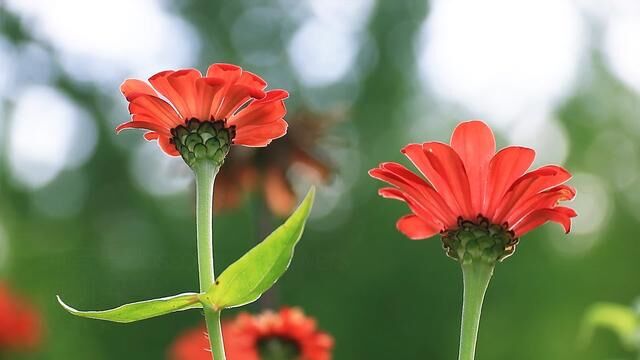 纯音乐Blossoming Flowers(花儿朵朵)Mehdi