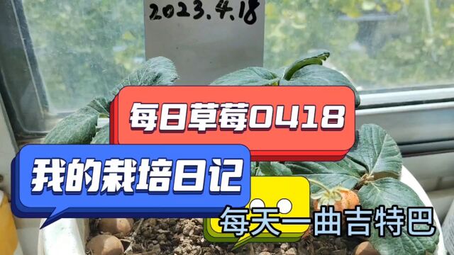 我的栽培日记每日草莓0419