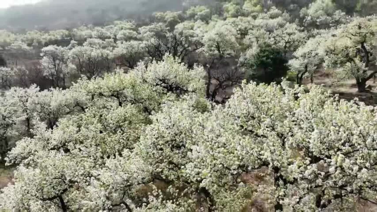 第十五届天津蓟州梨园情旅游文化节4月15日开幕