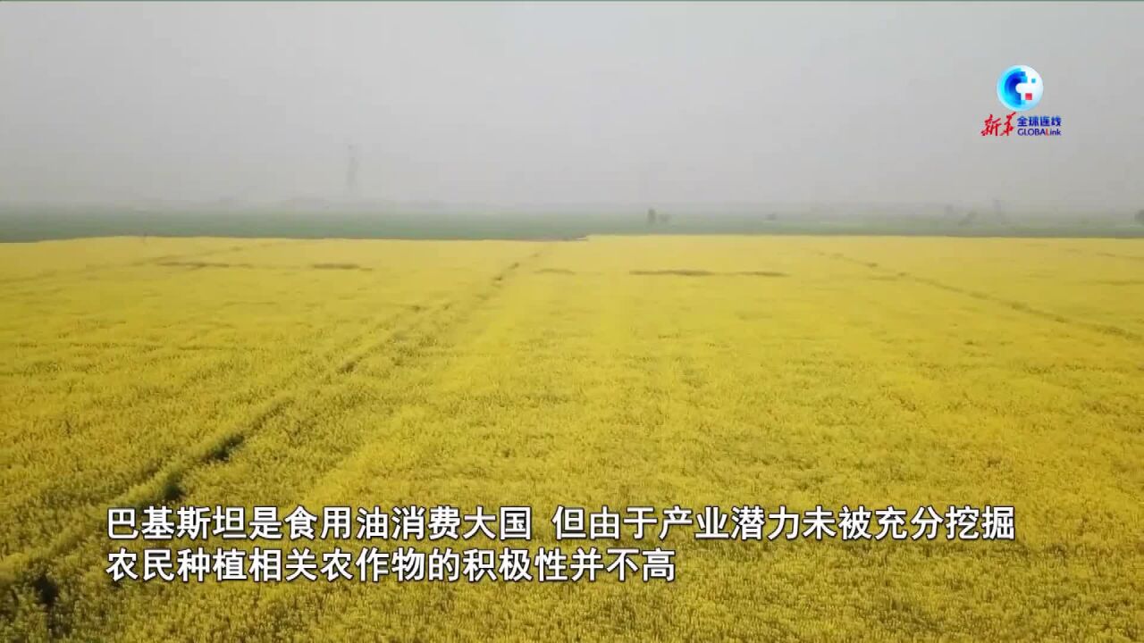 全球连线|中国油菜种子在巴基斯坦开出“致富花”