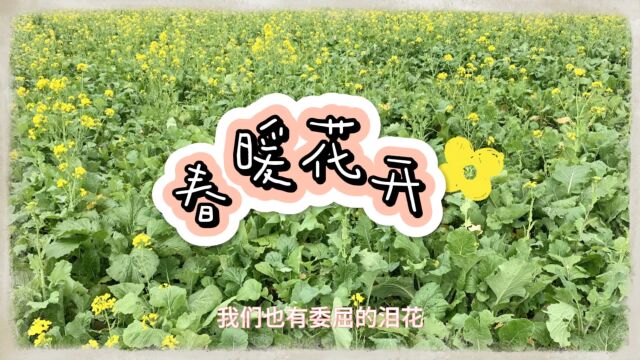 春暖花开的季节