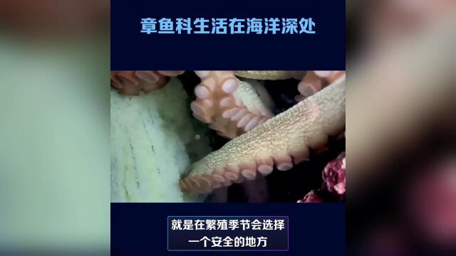 章鱼是一类神秘而又神奇的生物