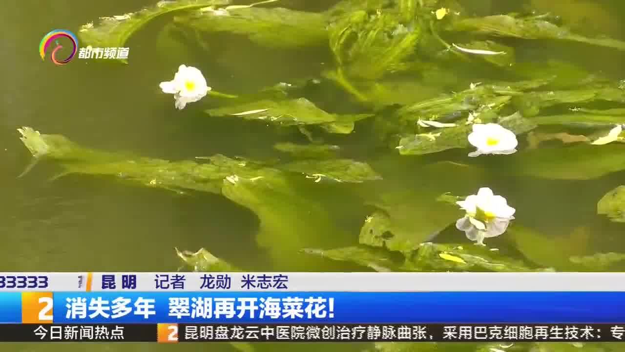 消失多年 翠湖再开海菜花!