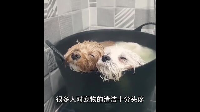 宠物怕水,应该怎么给它洗澡