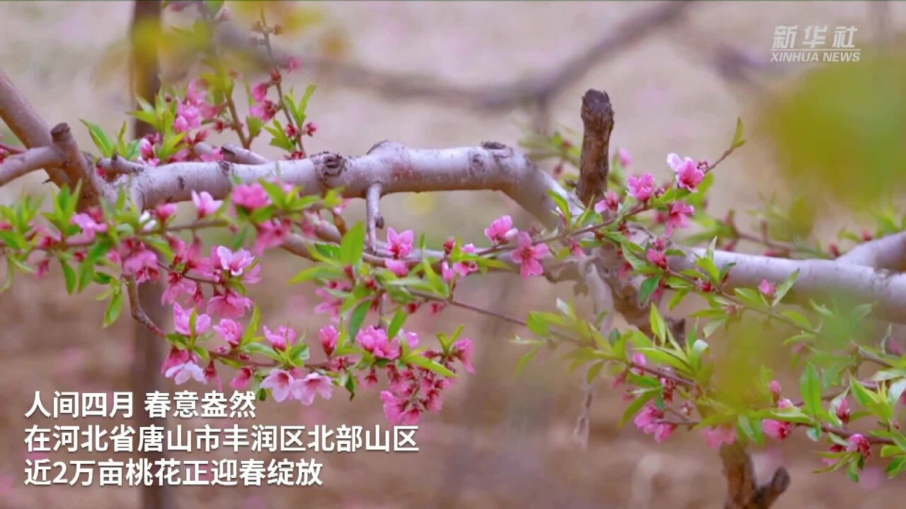 河北丰润:万亩桃花迎客来 农旅融合促振兴