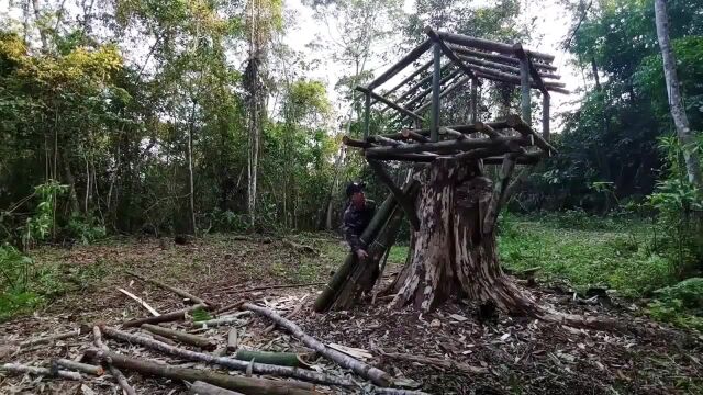 小伙回到原始森林生活,竟在树上搭建木屋庇护所