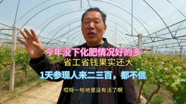 山西农民种阳光玫瑰不下化肥,省工省钱果实大,每天参观人二三百 #阳光玫瑰 #葡萄