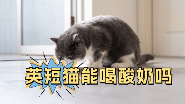 可以给英短猫喝酸奶吗?让我们来看看为什么!