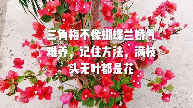 三角梅不像蝴蝶兰娇气难养,记住方法,满枝头无叶都是花