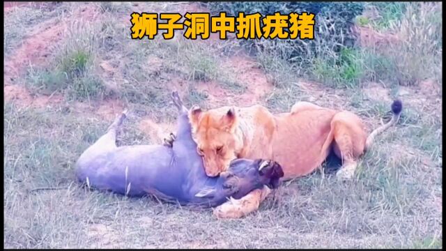 疯狂的狮子为了一口肉吃,直接将疣猪从洞中强制拽出