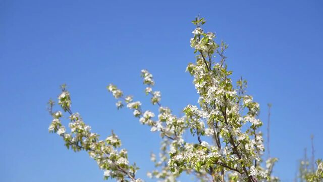 赴一场梨花之约——我市第六届象牙山温泉梨花节启幕