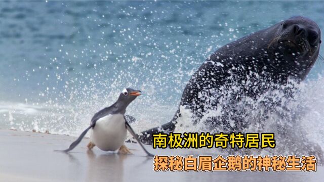 南极洲的奇特居民:探秘冰天雪地中白眉企鹅的神秘生活