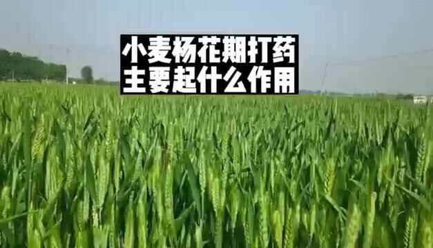 #小麦种植管理技术 #农业技术推广 #农业人话农业