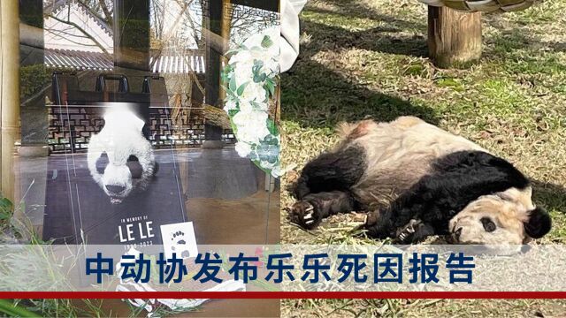 中动协发布乐乐死因报告:心脏病变是死亡主因