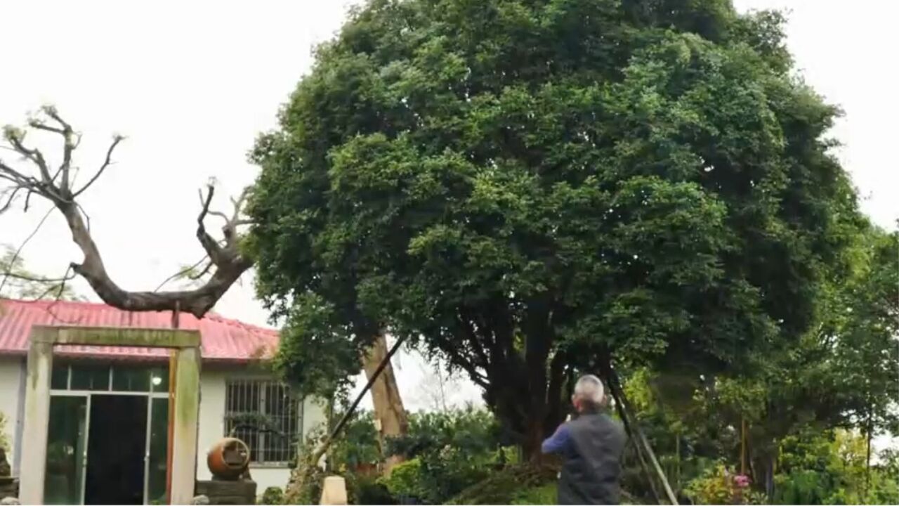 把果树做成景观树,大叔每天钻研琢磨,成功让树的身价倍增