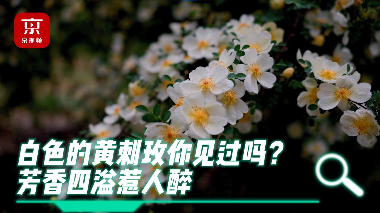 白色的黄刺玫你见过吗?芳香四溢惹人醉