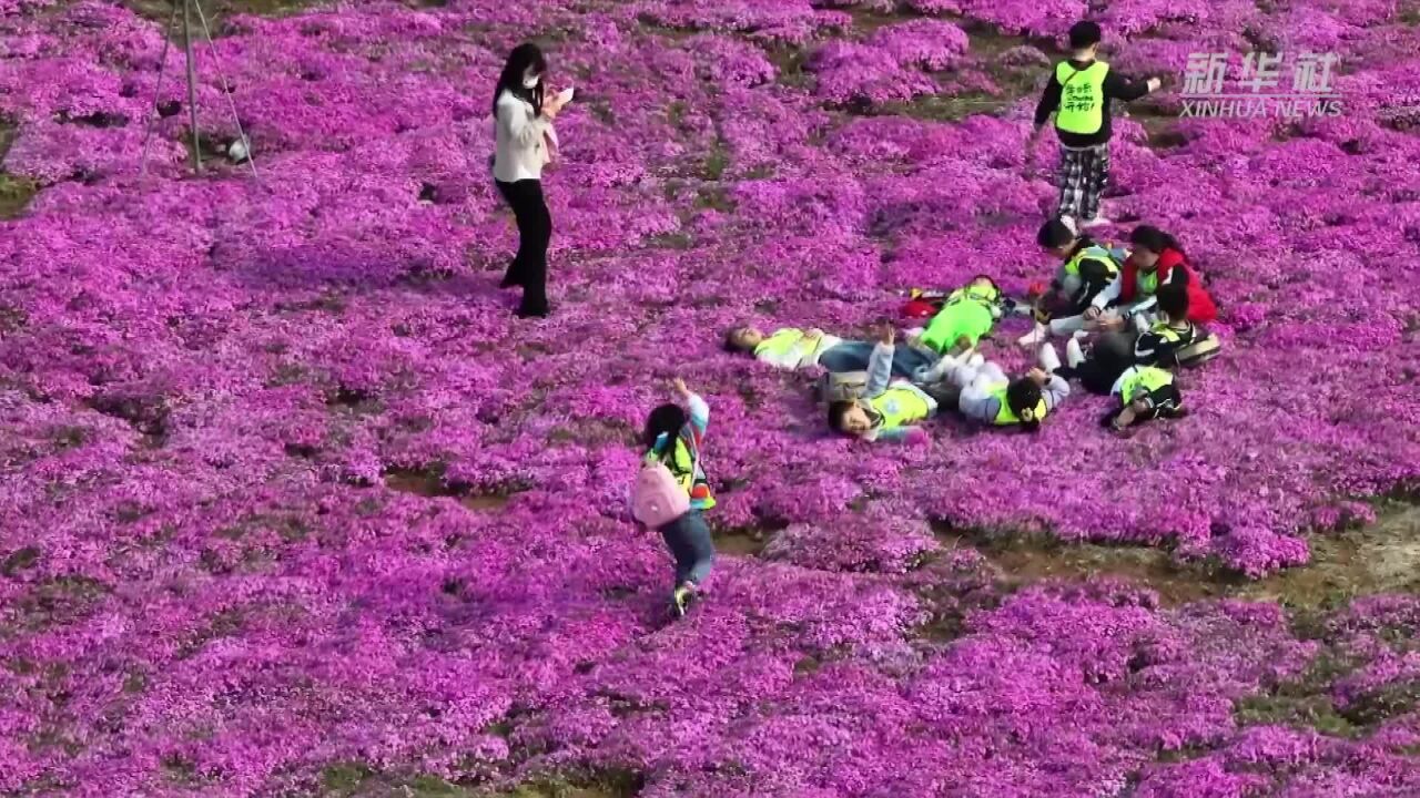 河北邯郸复兴区:废弃矿山变身靓丽花海