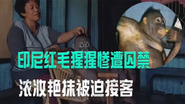 印尼红毛猩猩惨遭囚禁,浓妆艳抹被迫接客,警方荷枪实弹将其救出